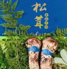 又是一個香格里拉松茸季節(jié)“以松茸為始，以松茸為終